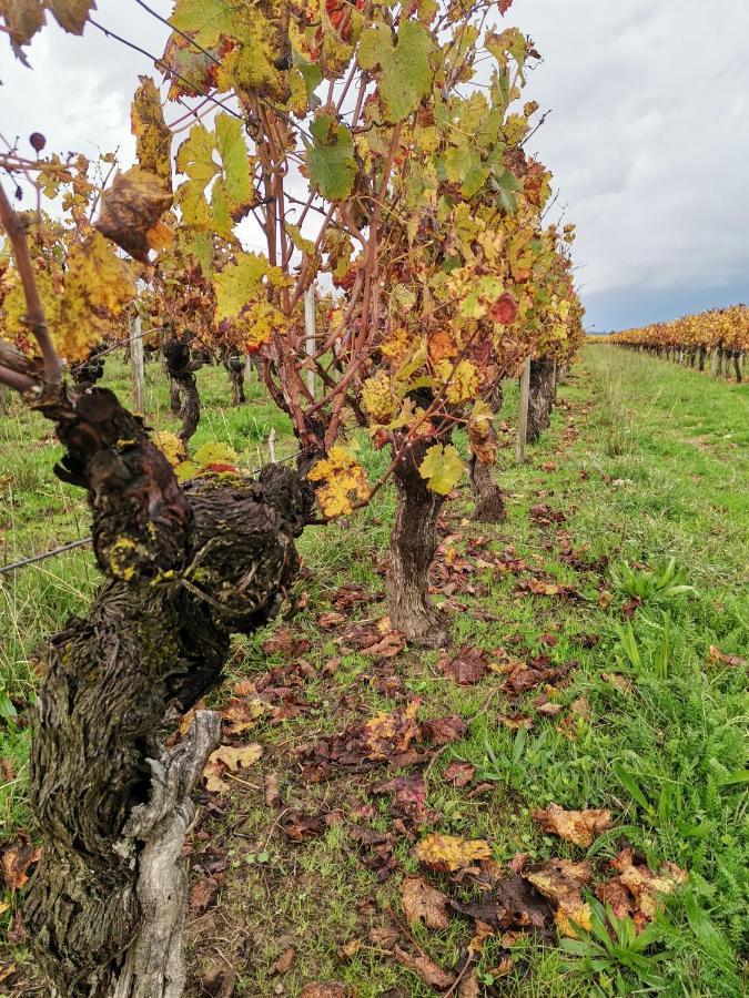 Gite " Suzon" A Peyroutas Vignonet St Emilion Ngoại thất bức ảnh